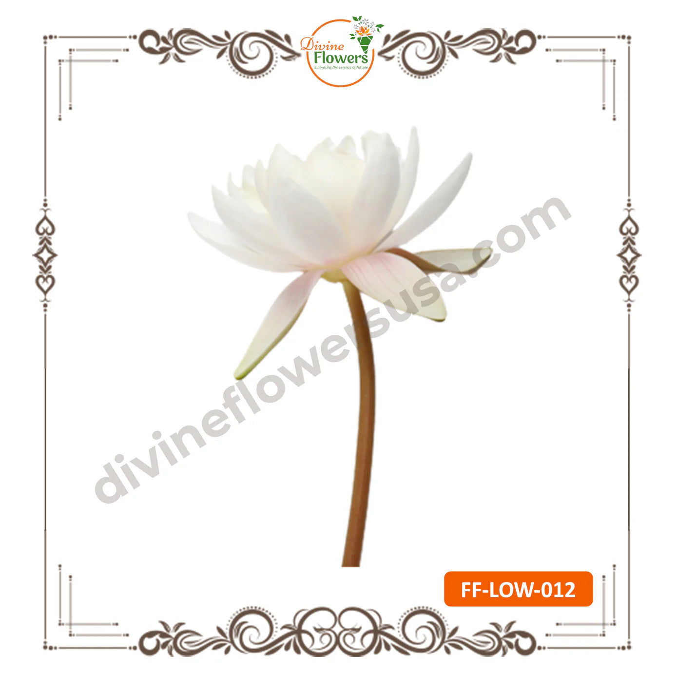 White Lotus (FF-LOW-012)