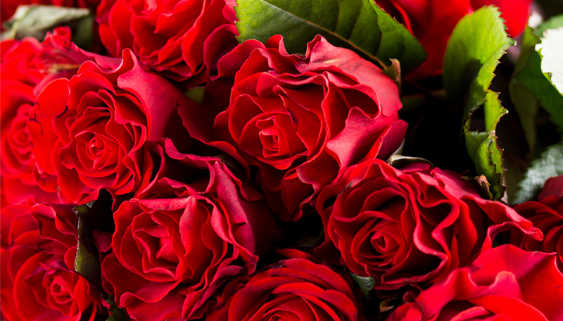 Fresh Flowers