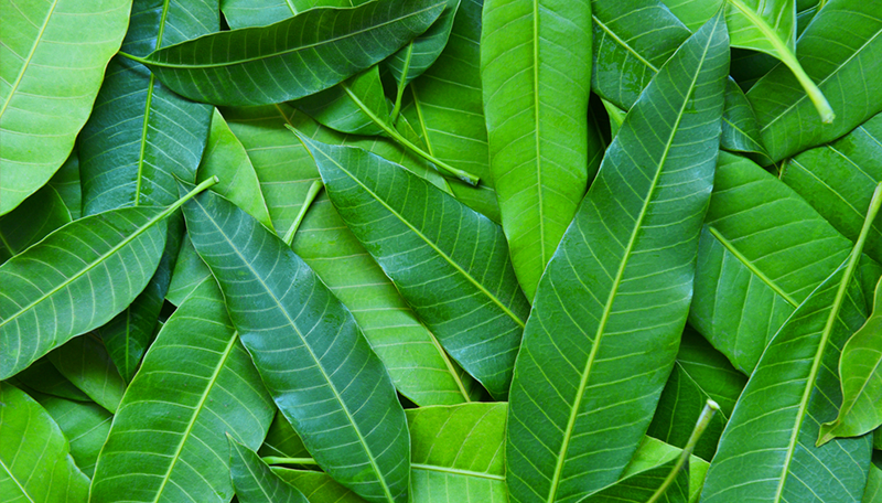 Fresh Leaves