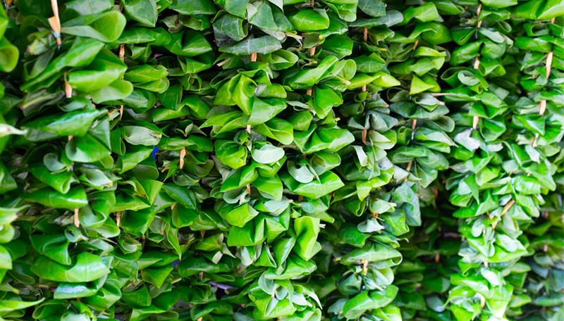 Green Leaves Garlands