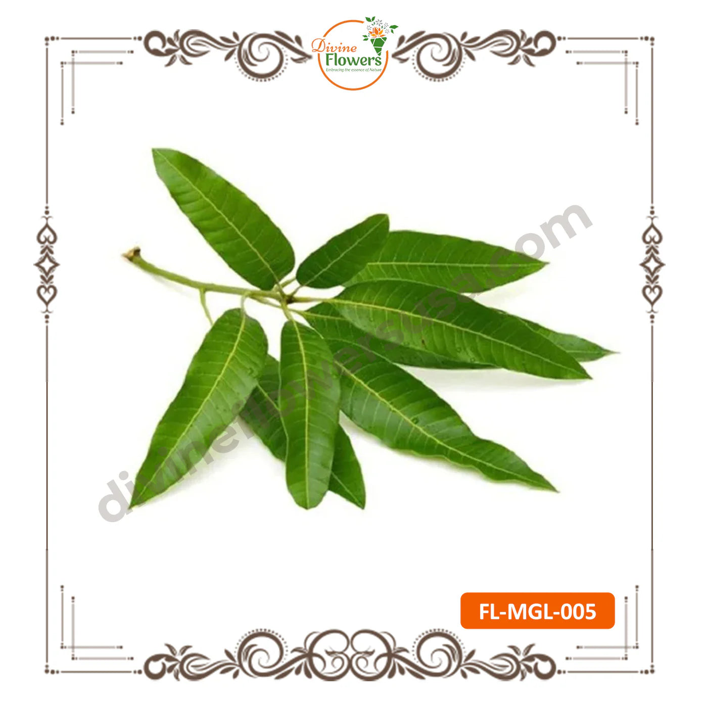 Mango Leaves (FL-MGL-005)