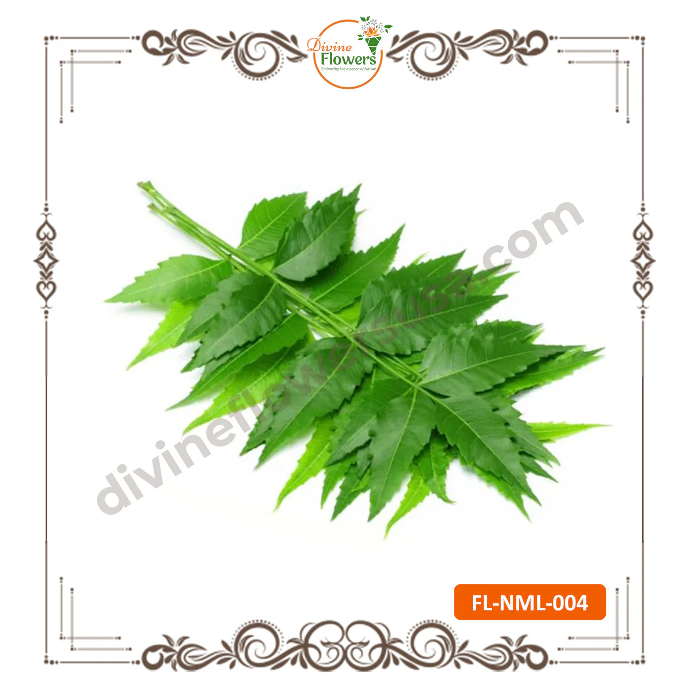 Neem Leaves (FL-NML-004)