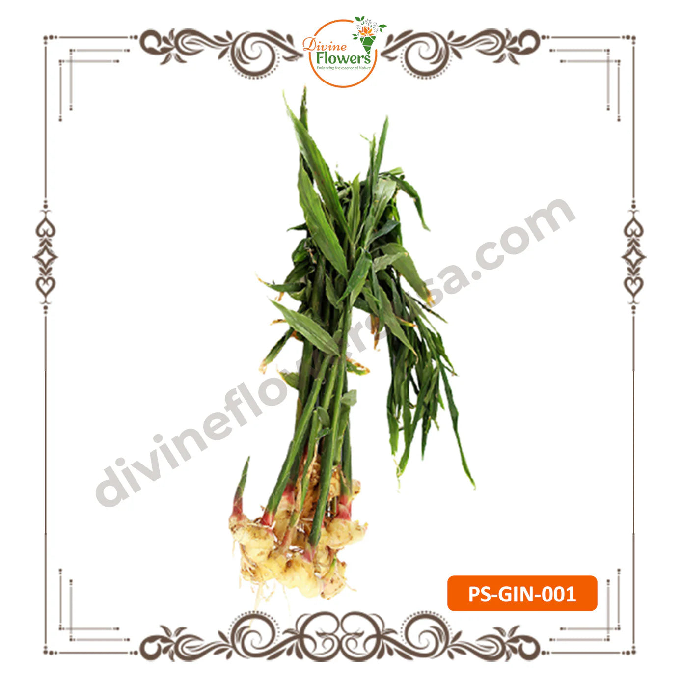 Inji Kothu (Ginger - PS-GIN-001) Pongal / Sankranthi