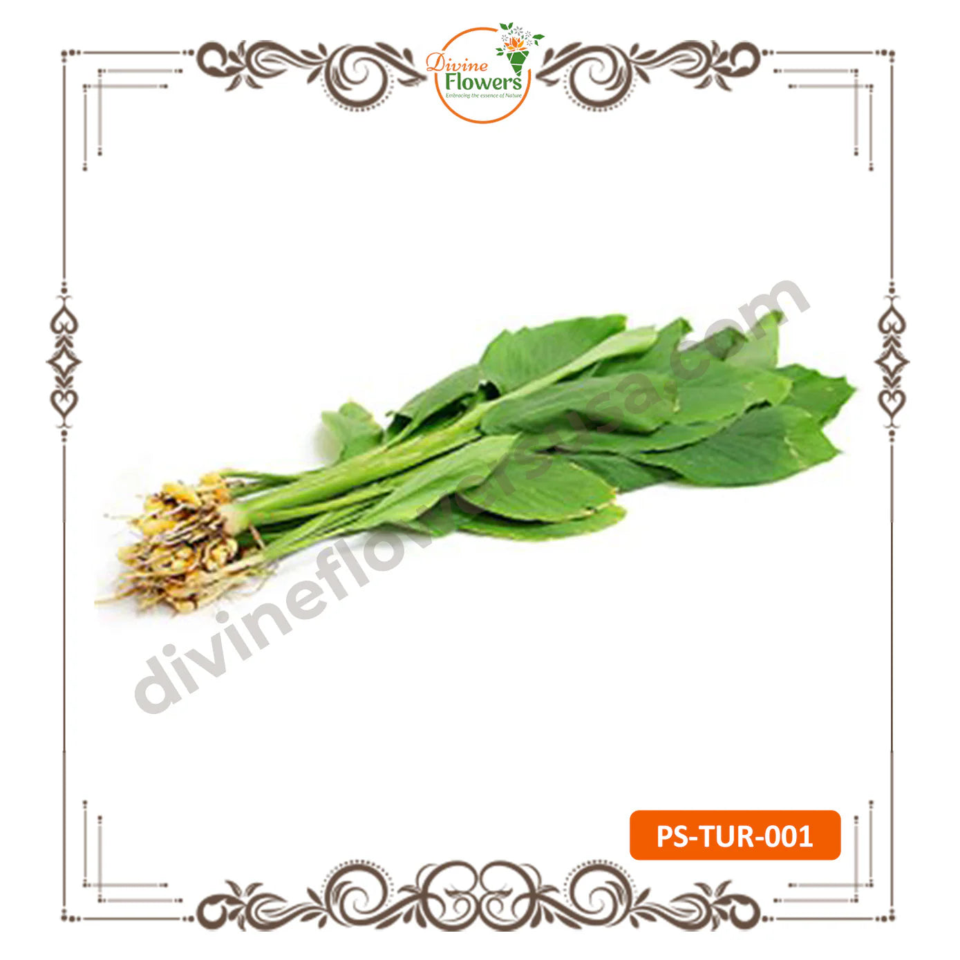 Manjal Kothu (Turmeric - PS-TUR-001) Pongal / Sankranthi