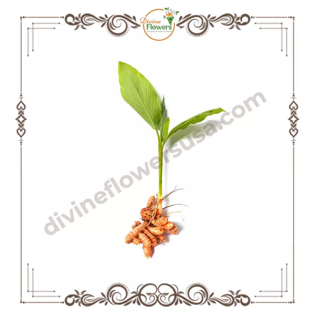 Turmeric plant 2 jpg