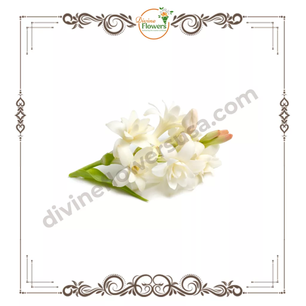 tuberose1 jpg