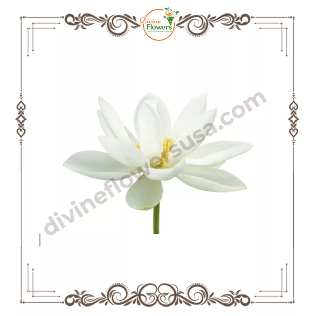 White Lotus 2 jpg