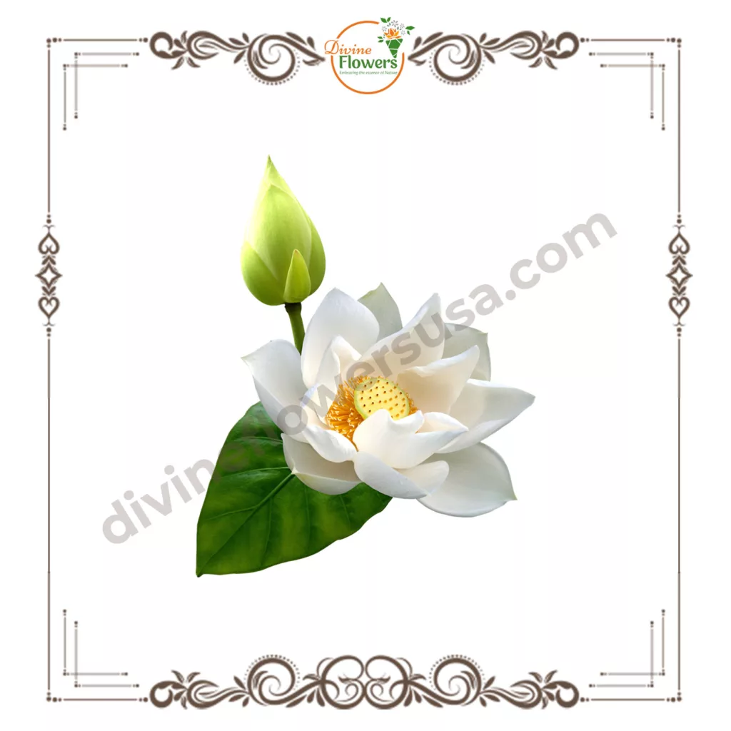 White Lotus 3 jpg